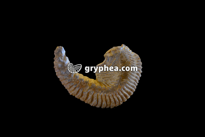 Huitre fossile (Lopha collubrina, Madagascar, 140 MA) - gryphea.com